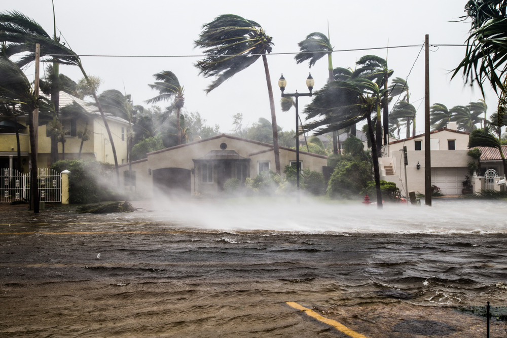 Palm trees are stretched by the winds of a hurricane and a street is flooded by the immense rainfall.