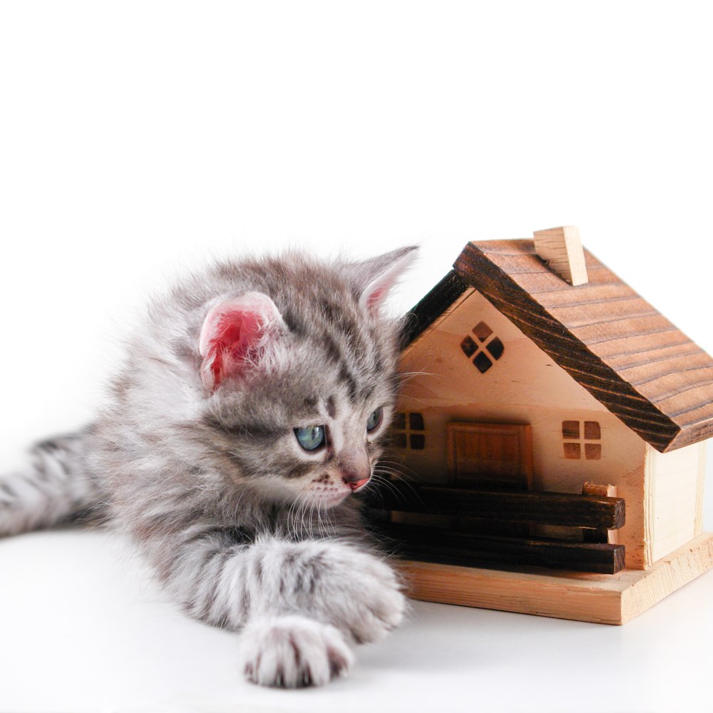 Kitten houses