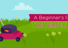 grow the perfect lawn