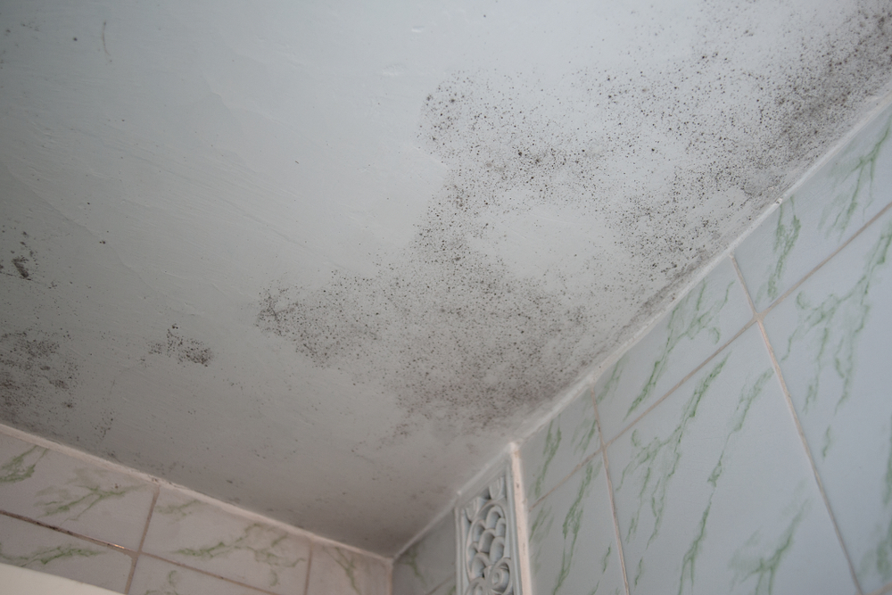 What To Do When You Spot Mold In The Bathroom - How To Get Rid Of Black Mold On Drywall Ceiling