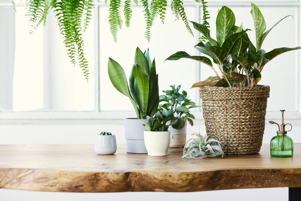 Plants HomeSelfe