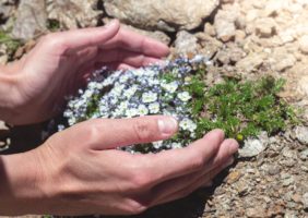 Endangered Plants in a Home Garden